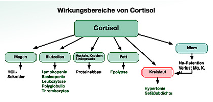 Cortisol