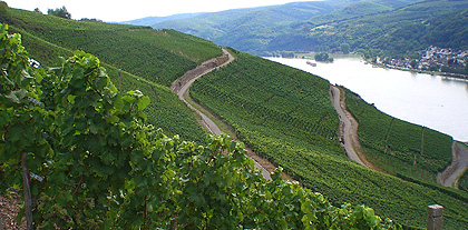 weinberge